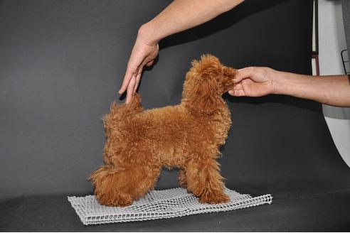 販売中のタイニープードルの親犬